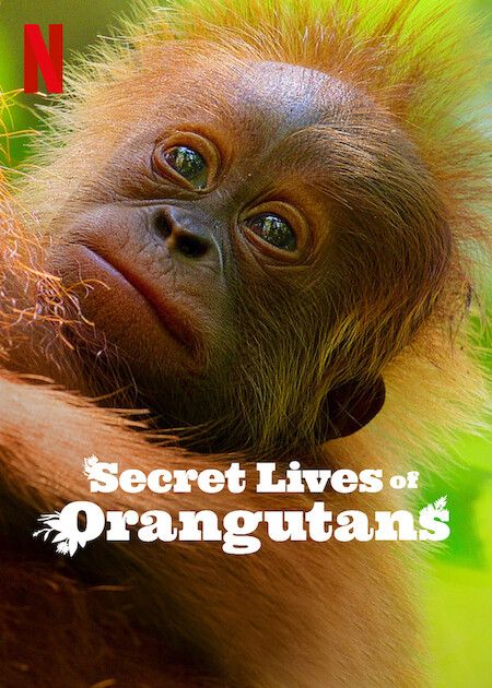 Secret Lives of Orangutans (2024) Hindi Dubbed HDRip